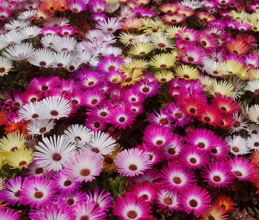 Ice Plant Mix Dorotheanthus Bellidiformis – Hardy Garden Flower Seeds
