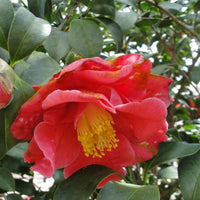 Camellia Chekiangoleosa – Flowering Shrub Garden Seeds
