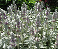 Lambs Ear Stachys Byzantina Lanata Fuzzy Garden Flower Seeds