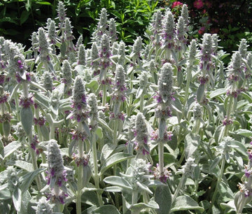 Lambs Ear Stachys Byzantina Lanata Fuzzy Garden Flower Seeds