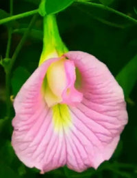 Pink Butterfly Pea Clitoria Ternatea – Climbing Garden Flower Seeds
