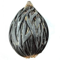 Foxtail Palm Wodyetia Bifurcata – Ornamental Tropical Tree Seeds