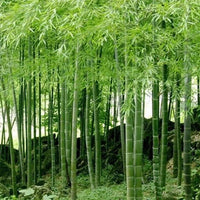 Moso Bamboo Seeds – Hardy Flower Seeds for Planting
