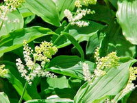 False Solomons Seal Maianthemum Racemosum – Perennial Flower Garden Seeds