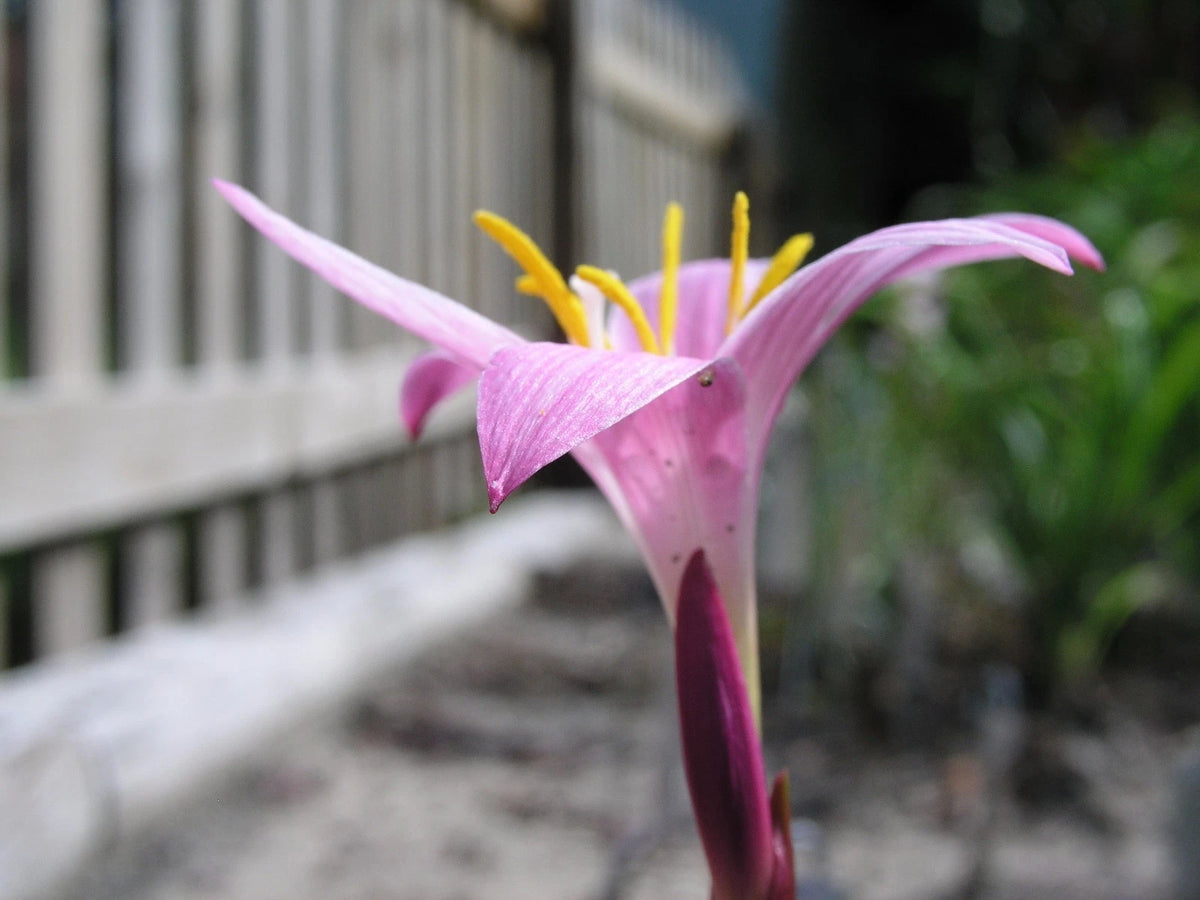 Rain Lily Zephyranthes Summertime – Colorful Flower Bulb Seeds