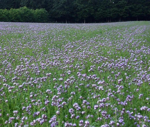 Lacy Phacelia Phacelia Tanacetifolia – Colorful Wildflower Seeds