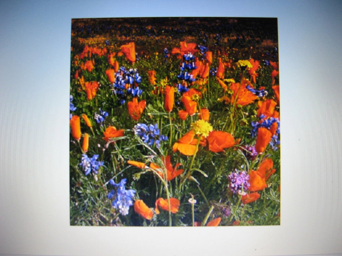 Dryland Wildflower Mix Seeds for Planting – Colorful Mixed Garden Flowers