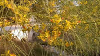 Parkinsonia Aculeata – Mexican Palo Verde Shrub Tree Seeds