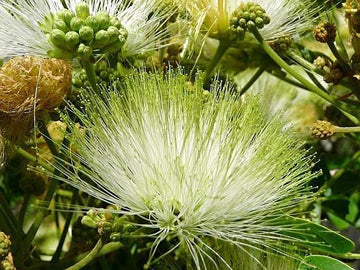 Albizia Lebbeck Fragrant Indian Siris Tree Seeds