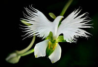 White Egret Orchid – Garden Flower Seeds