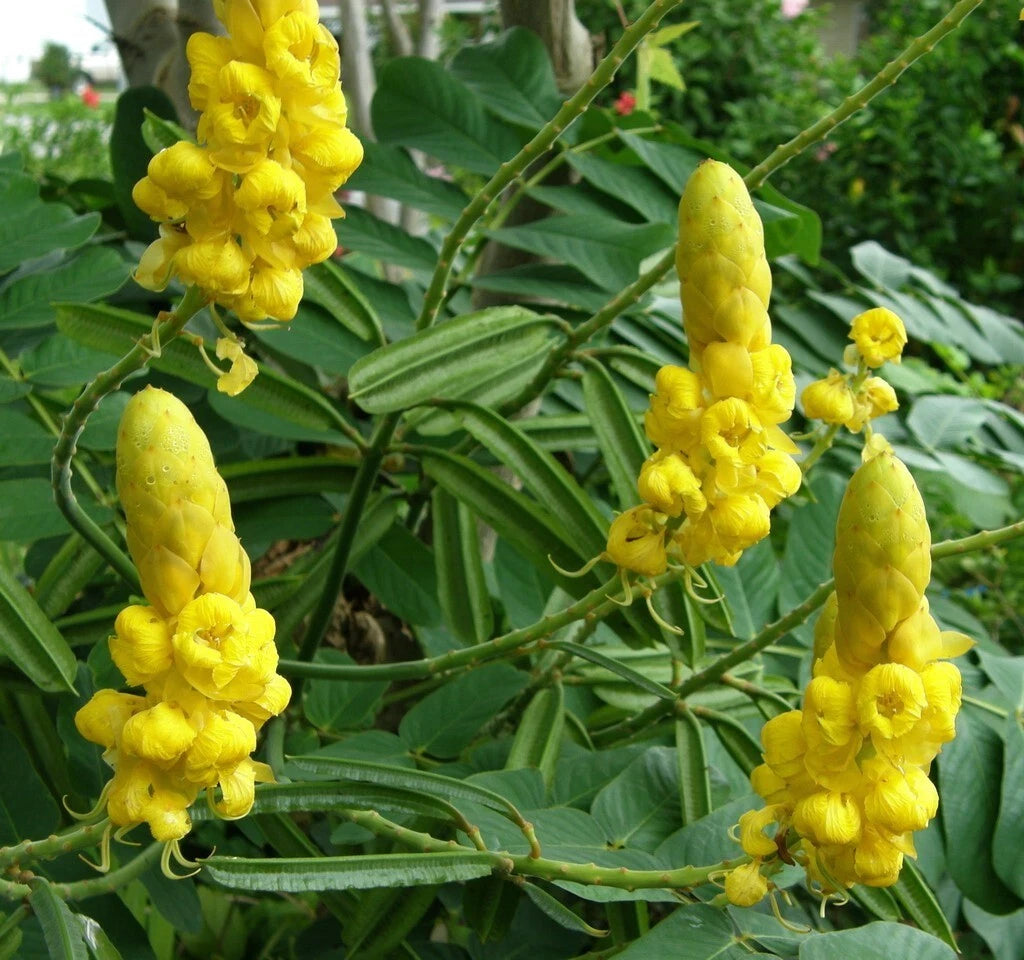 Cassia Alata Golden Shrub Perennial Flower Seeds