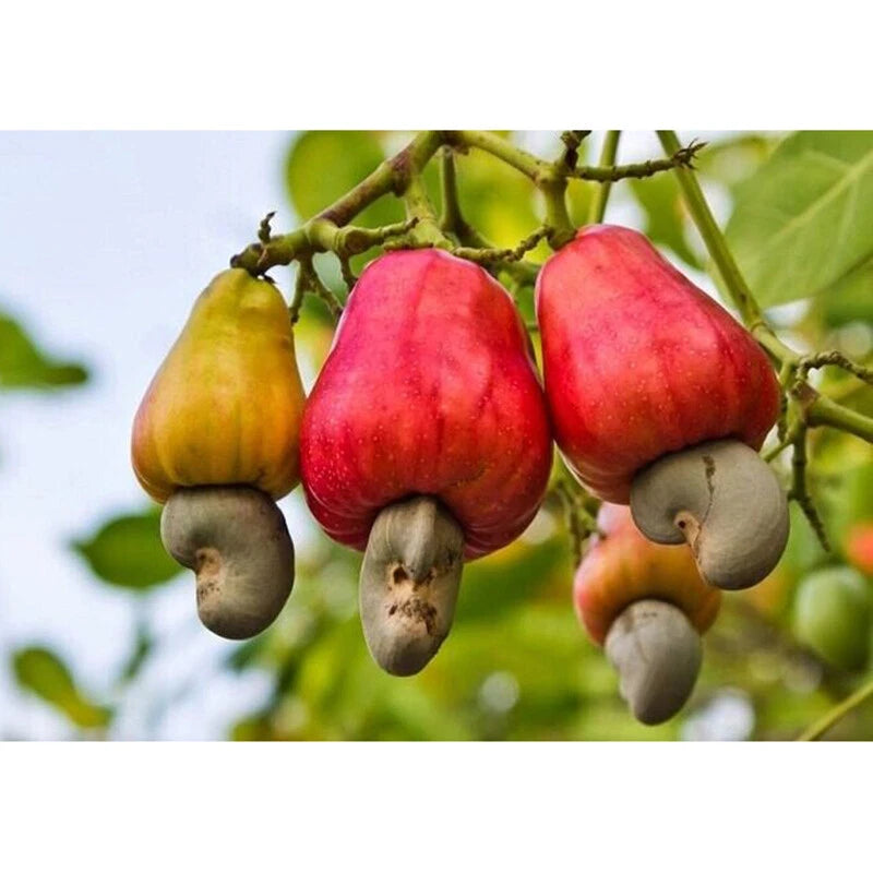 Pcs Cashew Nut – Tropical Fruit Seeds for Planting