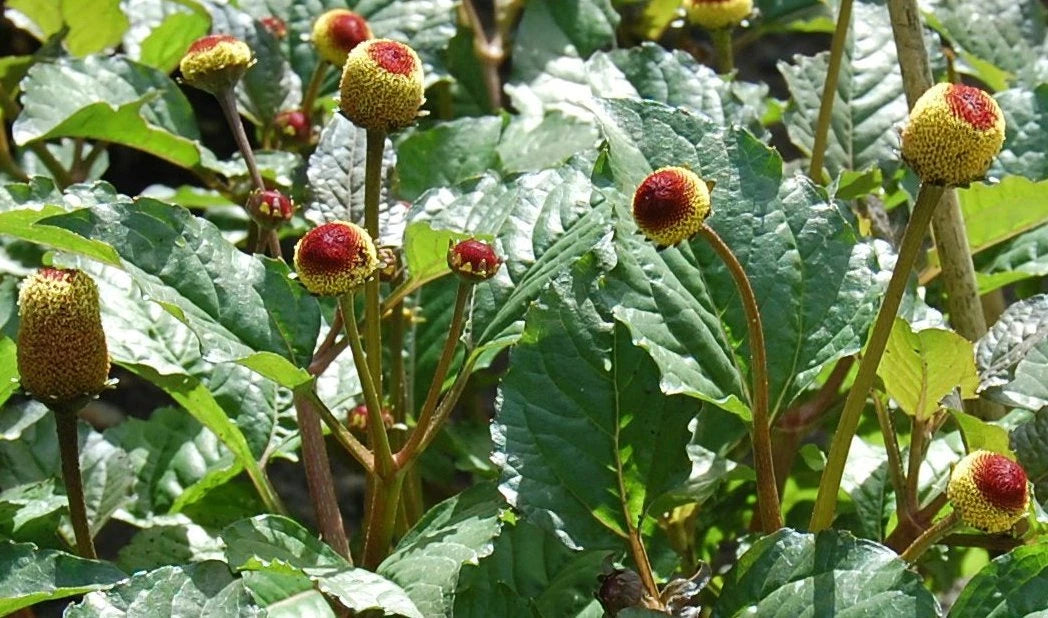Toothache Herb Seeds – Garden Herb Seeds for Planting