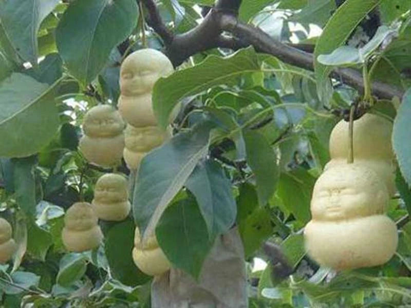 Chinese Climbing Ginseng – Clumping Fruit Seeds