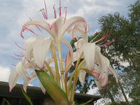 Crinum Lily Sundance – Garden Flower Seeds for Planting