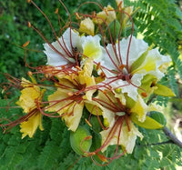Delonix Elata White Gulmohar Ornamental Tree Seeds