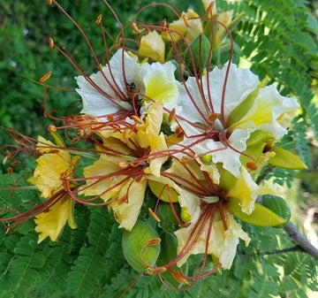Delonix Elata White Gulmohar Ornamental Tree Seeds