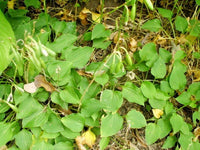 Hosta Little Aurora – Hardy Perennial Shade Plant Seeds