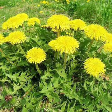 Dandelion Taraxacum Officinale Yellow Herb Seeds