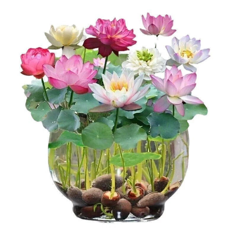 Lotus Mix – Aquatic Perennial Water Garden Flower Seeds