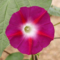 Scarlet O’Hara Morning Glory Climbing Wildflower Seeds