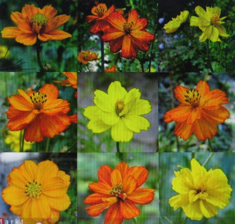 Cosmos Ladybird Mix Semi Double Colorful Garden Flower Seeds