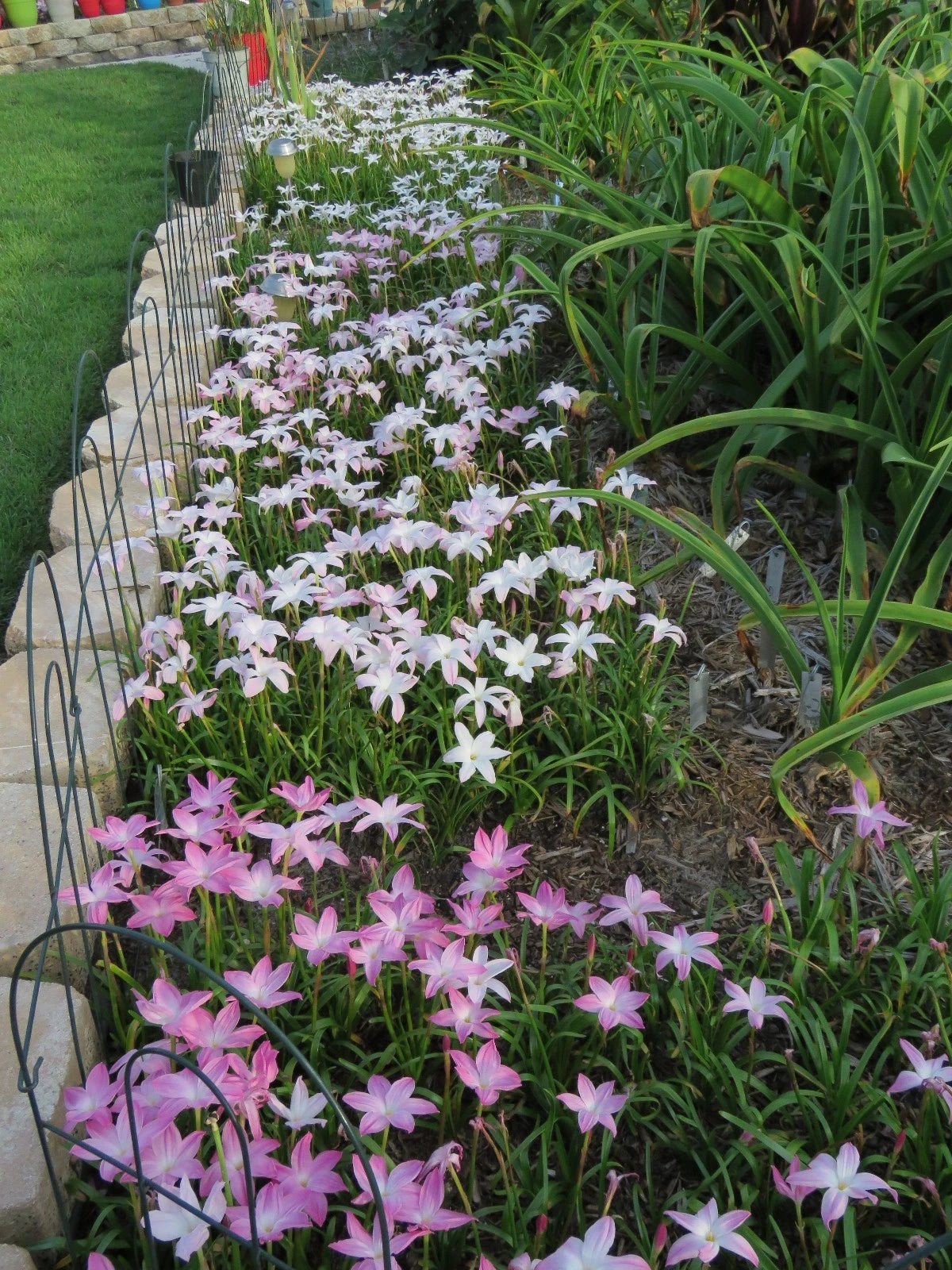 Rain Lily Zephyranthes – Colorful, Mixed Flower Seeds