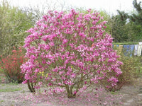 Magnolia Liliiflora – Mulan Tulip Lily Shrub Seeds
