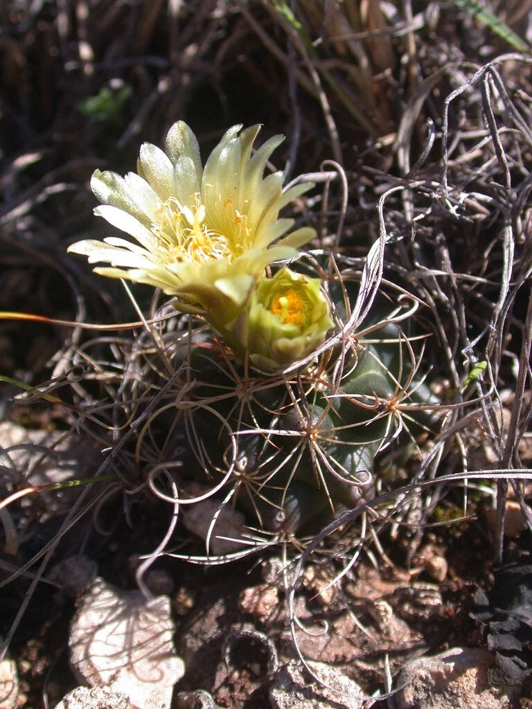 Sclerocactus Brevihamatus Short Spined Fishhook Cactus Seeds