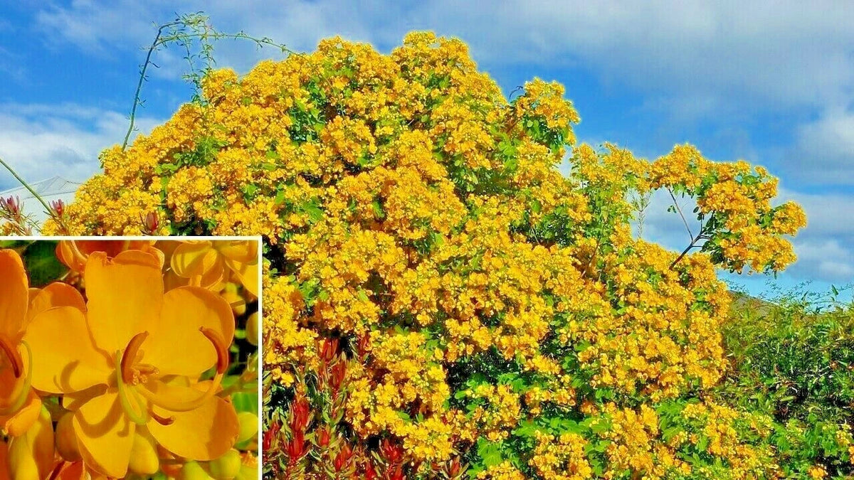 Argentine Senna Senna Corymbosa – Flowering Tree Seeds
