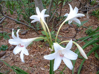 Crinum Lily Carolina – Garden Flower Seeds