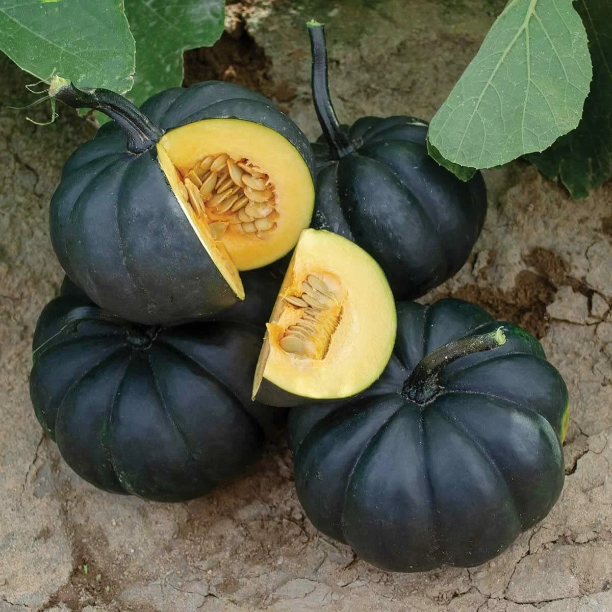 Exotic Black Pumpkin Seeds To Grow Stunning Black Kat Pumpkins – Perennial Flower Seeds