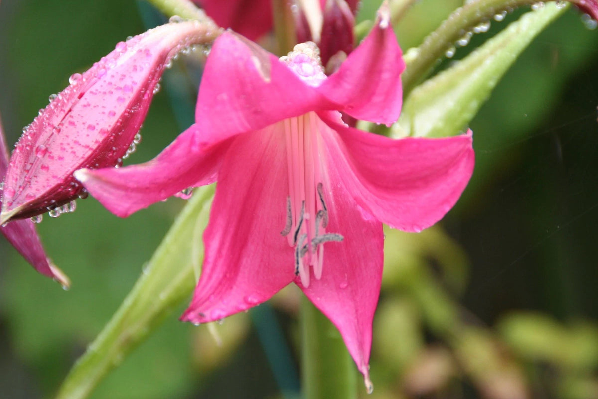 Crinum Lily Burgundy Small-Size Bulb