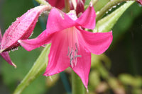 Crinum Lily Burgundy Small-Size Bulb