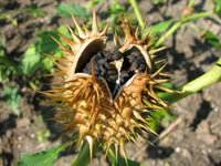 Datura Stramonium – Thornapple Flower Seeds