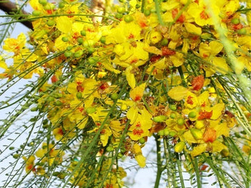 Mexican Palo Verde Parkinsonia Aculeata Flowering Tree Seeds