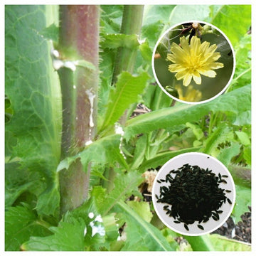 Wild Lettuce Lactuca Virosa Hardy Herb Garden Seeds