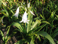 Crinum Lily White Emperor Large Blooming-size Bulb New - Flower Seeds