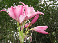 Crinum Lily Birthday – Garden Flower Seeds