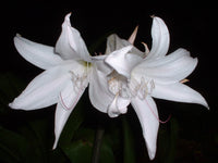 Crinum Lily Southern – Garden Flower Seeds