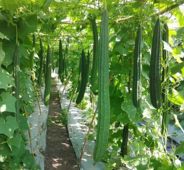 Extra Long Luffa Gourd Climbing Vegetable Seeds