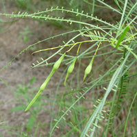 Parkinsonia Aculeata – Flowering Palo Verde Tree Seeds