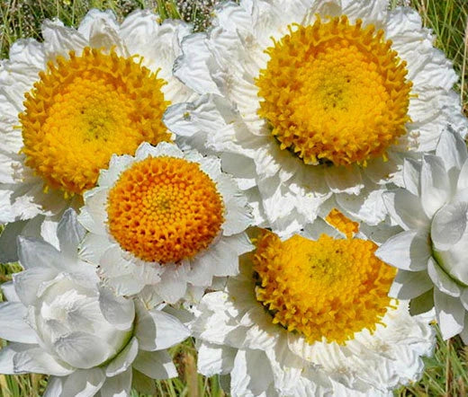 Ammobium Alatum Grandiflorum – Hardy Garden Flower Seeds