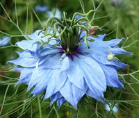 Love in a Mist Jewels Mix Nigella Damascena – Colorful Garden Flower Seeds