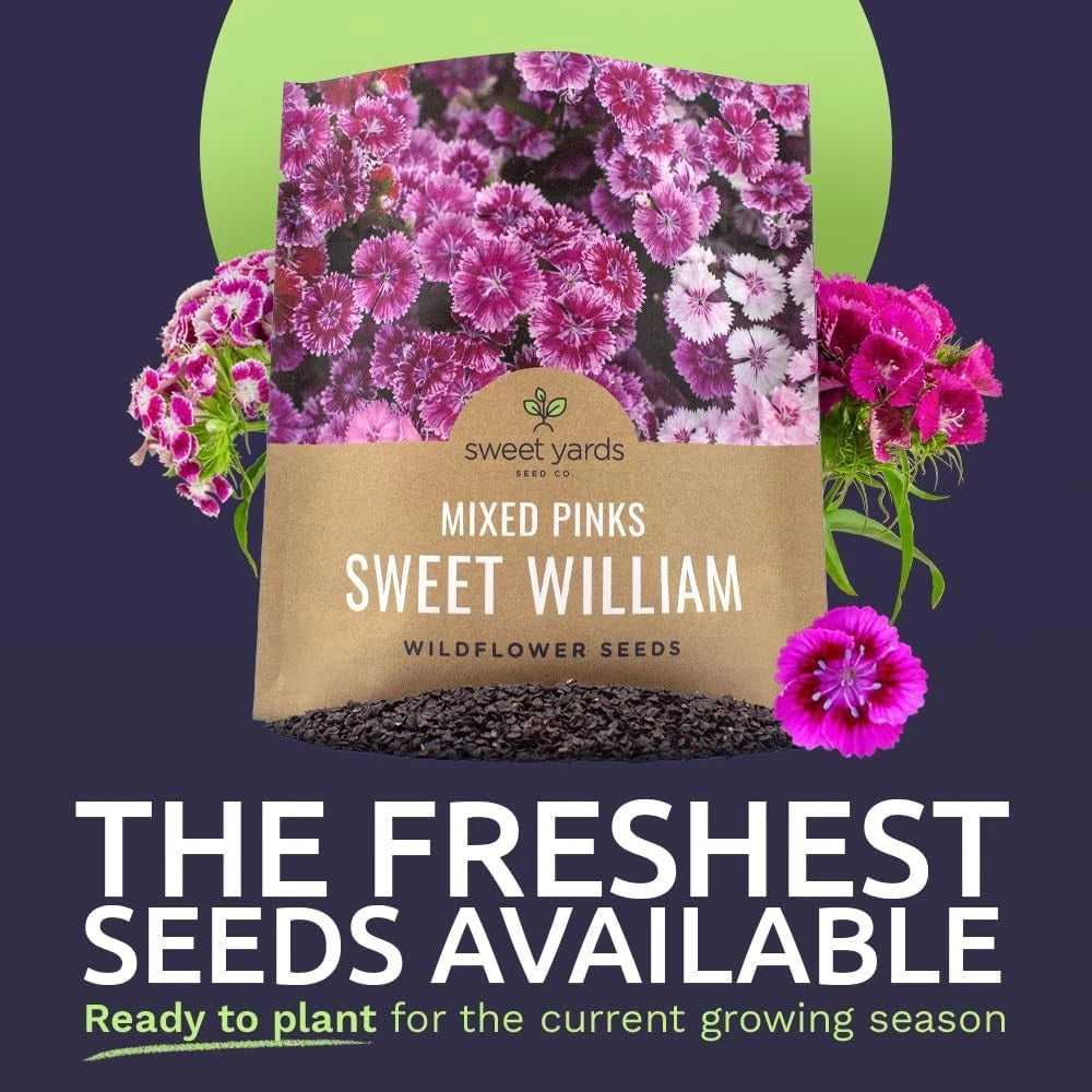 Sweet William Mix – Colorful Garden Flower Seeds