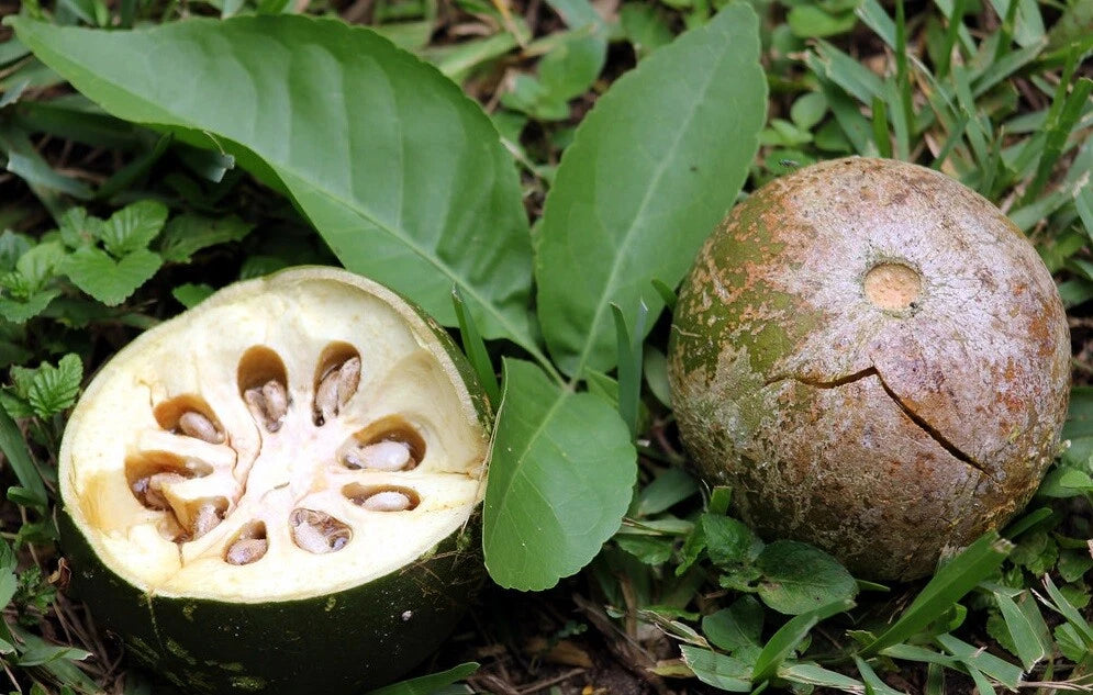 Aegle Marmelos Indian Bael Fruit Tree Seeds
