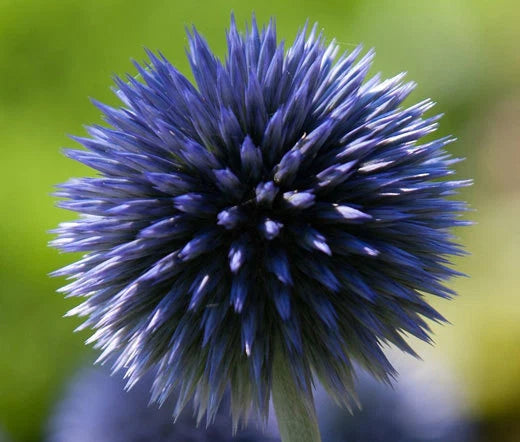 Globe Thistle Blue Echinops Ritro – Hardy Garden Flower Seeds