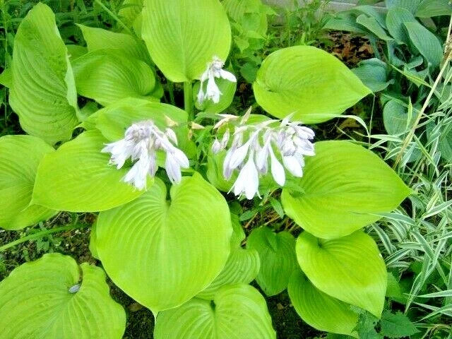 Sum and Substance Hosta Ornamental Perennial Garden Seeds
