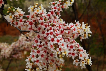 Xanthoceras Sorbifolium Hardy Yellowhorn Shrub Seeds