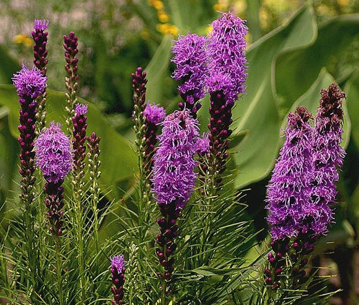 Blazing Star Gayfeather Liatris Spicata – Tall Perennial Flower Seeds
